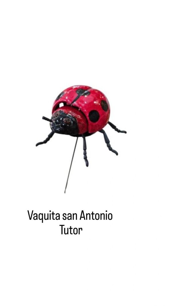 Vaquita san Antonio Tutor gde